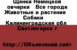 Щенки Немецкой овчарки - Все города Животные и растения » Собаки   . Калининградская обл.,Светлогорск г.